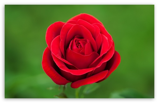Perfect Red Rose Flower, Green Background UltraHD Wallpaper for Wide 16:10 5:3 Widescreen WHXGA WQXGA WUXGA WXGA WGA ; UltraWide 21:9 24:10 ; 8K UHD TV 16:9 Ultra High Definition 2160p 1440p 1080p 900p 720p ; UHD 16:9 2160p 1440p 1080p 900p 720p ; Standard 4:3 5:4 3:2 Fullscreen UXGA XGA SVGA QSXGA SXGA DVGA HVGA HQVGA ( Apple PowerBook G4 iPhone 4 3G 3GS iPod Touch ) ; Tablet 1:1 ; iPad 1/2/Mini ; Mobile 4:3 5:3 3:2 16:9 5:4 - UXGA XGA SVGA WGA DVGA HVGA HQVGA ( Apple PowerBook G4 iPhone 4 3G 3GS iPod Touch ) 2160p 1440p 1080p 900p 720p QSXGA SXGA ;