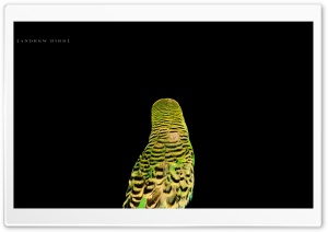 Pet Parrot Ultra HD Wallpaper for 4K UHD Widescreen desktop, tablet & smartphone