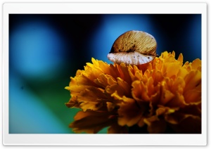 Petals Ultra HD Wallpaper for 4K UHD Widescreen desktop, tablet & smartphone
