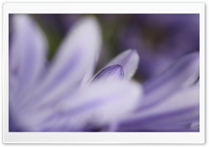 Petals 7 Ultra HD Wallpaper for 4K UHD Widescreen desktop, tablet & smartphone