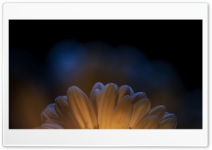 Petals, Dark Ultra HD Wallpaper for 4K UHD Widescreen desktop, tablet & smartphone
