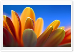 Petals Macro Ultra HD Wallpaper for 4K UHD Widescreen desktop, tablet & smartphone
