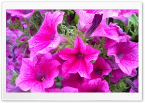 Petunia Ultra HD Wallpaper for 4K UHD Widescreen desktop, tablet & smartphone