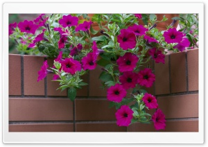 Petunias Ultra HD Wallpaper for 4K UHD Widescreen desktop, tablet & smartphone