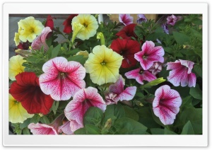 Petunias Flowers Ultra HD Wallpaper for 4K UHD Widescreen desktop, tablet & smartphone