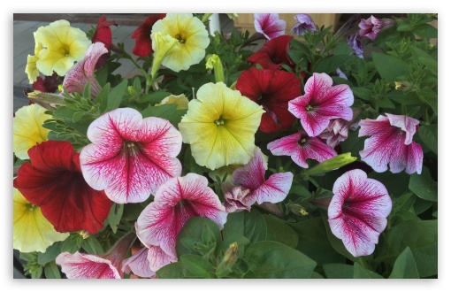 Petunias Flowers UltraHD Wallpaper for Wide 16:10 Widescreen WHXGA WQXGA WUXGA WXGA ; Standard 4:3 Fullscreen UXGA XGA SVGA ; iPad 1/2/Mini ; Mobile 4:3 - UXGA XGA SVGA ;