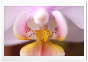Phalaenopsis Ultra HD Wallpaper for 4K UHD Widescreen desktop, tablet & smartphone