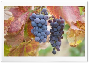 Pick grapes Ultra HD Wallpaper for 4K UHD Widescreen desktop, tablet & smartphone