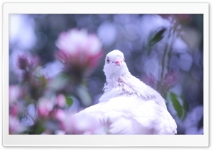 Pigeon Female Ultra HD Wallpaper for 4K UHD Widescreen desktop, tablet & smartphone