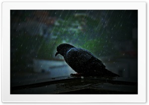 Pigeon in rain Ultra HD Wallpaper for 4K UHD Widescreen desktop, tablet & smartphone