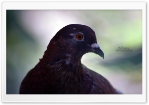Pigeon Orange Eyes Ultra HD Wallpaper for 4K UHD Widescreen desktop, tablet & smartphone