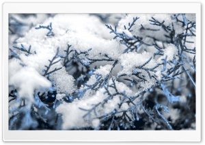 Pine Ultra HD Wallpaper for 4K UHD Widescreen desktop, tablet & smartphone