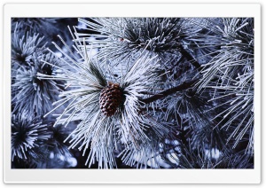 Pine Needles Ultra HD Wallpaper for 4K UHD Widescreen desktop, tablet & smartphone