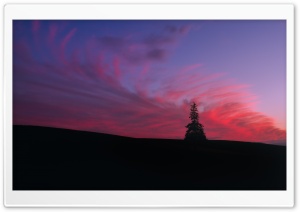Pine Tree Silhouette Ultra HD Wallpaper for 4K UHD Widescreen desktop, tablet & smartphone