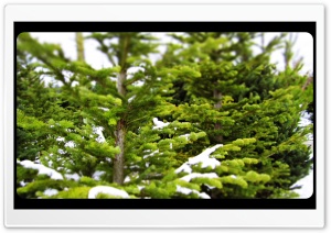 Pine Trees Ultra HD Wallpaper for 4K UHD Widescreen desktop, tablet & smartphone