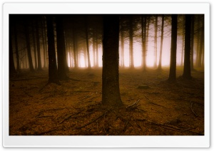 Pine Trees Forest Ultra HD Wallpaper for 4K UHD Widescreen desktop, tablet & smartphone