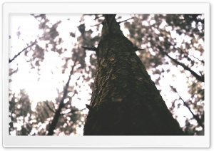 Pines wood Ultra HD Wallpaper for 4K UHD Widescreen desktop, tablet & smartphone
