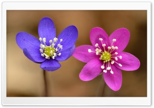 Pink and Purple Anemone Hepatica Flowers Ultra HD Wallpaper for 4K UHD Widescreen desktop, tablet & smartphone