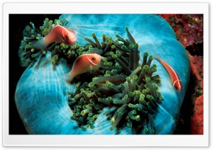 Pink Anemonefish Ultra HD Wallpaper for 4K UHD Widescreen desktop, tablet & smartphone
