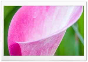Pink Arum Lily Ultra HD Wallpaper for 4K UHD Widescreen desktop, tablet & smartphone