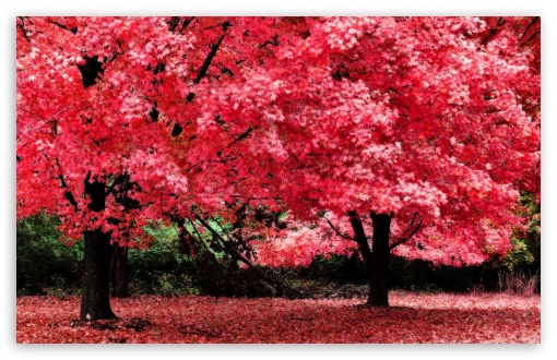      pink_autumn_foliage-