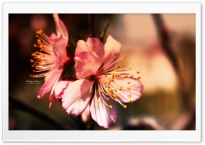 Pink Beauty Ultra HD Wallpaper for 4K UHD Widescreen desktop, tablet & smartphone
