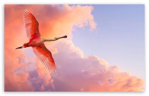 Pink Bird Flying UltraHD Wallpaper for Wide 16:10 5:3 Widescreen WHXGA WQXGA WUXGA WXGA WGA ; 8K UHD TV 16:9 Ultra High Definition 2160p 1440p 1080p 900p 720p ; Standard 4:3 5:4 3:2 Fullscreen UXGA XGA SVGA QSXGA SXGA DVGA HVGA HQVGA ( Apple PowerBook G4 iPhone 4 3G 3GS iPod Touch ) ; Tablet 1:1 ; iPad 1/2/Mini ; Mobile 4:3 5:3 3:2 16:9 5:4 - UXGA XGA SVGA WGA DVGA HVGA HQVGA ( Apple PowerBook G4 iPhone 4 3G 3GS iPod Touch ) 2160p 1440p 1080p 900p 720p QSXGA SXGA ;