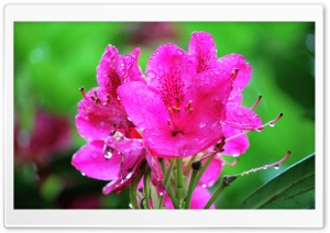 Pink Bloom Ultra HD Wallpaper for 4K UHD Widescreen desktop, tablet & smartphone