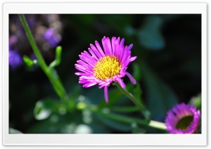 Pink Bloom with Yellow Center Ultra HD Wallpaper for 4K UHD Widescreen desktop, tablet & smartphone