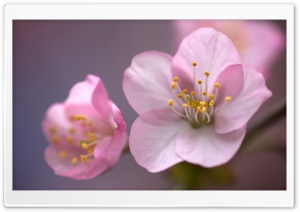 Pink Blossom Ultra HD Wallpaper for 4K UHD Widescreen desktop, tablet & smartphone