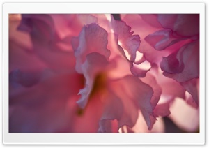 Pink Blossom Petals Macro Ultra HD Wallpaper for 4K UHD Widescreen desktop, tablet & smartphone