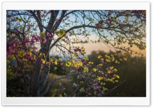 Pink Blossom Tree Ultra HD Wallpaper for 4K UHD Widescreen desktop, tablet & smartphone