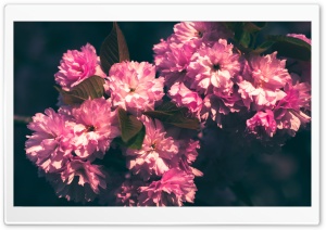 Pink Blossoms Ultra HD Wallpaper for 4K UHD Widescreen desktop, tablet & smartphone