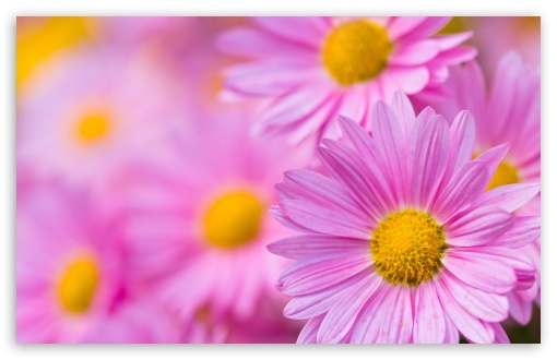 Pink Chrysanthemum HD desktop wallpaper : Widescreen : High Definition 