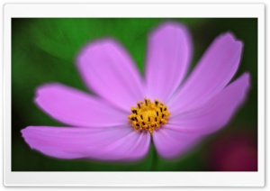 Pink Cosmos Flower Macro Ultra HD Wallpaper for 4K UHD Widescreen desktop, tablet & smartphone