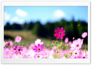 Pink Cosmos Flowers Ultra HD Wallpaper for 4K UHD Widescreen desktop, tablet & smartphone