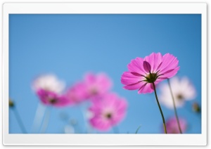 Pink Cosmos Flowers Ultra HD Wallpaper for 4K UHD Widescreen desktop, tablet & smartphone