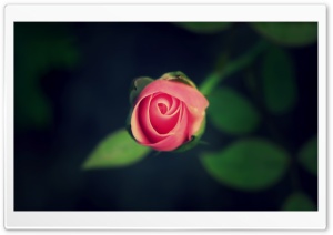Pink Delight Ultra HD Wallpaper for 4K UHD Widescreen desktop, tablet & smartphone