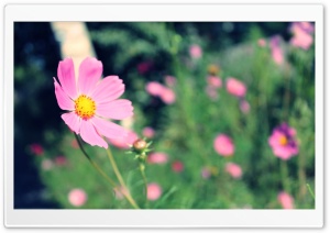 Pink Field Flowers Ultra HD Wallpaper for 4K UHD Widescreen desktop, tablet & smartphone