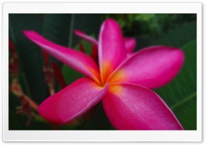 Pink Flore Ultra HD Wallpaper for 4K UHD Widescreen desktop, tablet & smartphone