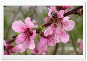 Pink Flower Ultra HD Wallpaper for 4K UHD Widescreen desktop, tablet & smartphone