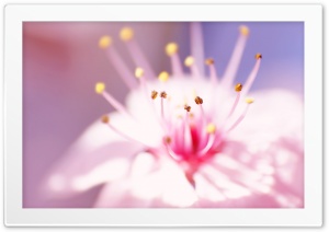 Pink flower Ultra HD Wallpaper for 4K UHD Widescreen desktop, tablet & smartphone