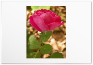 Pink flower Ultra HD Wallpaper for 4K UHD Widescreen desktop, tablet & smartphone