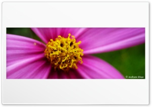 PINK FLOWER Ultra HD Wallpaper for 4K UHD Widescreen desktop, tablet & smartphone