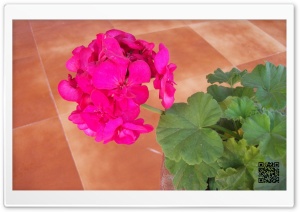 pink flower Ultra HD Wallpaper for 4K UHD Widescreen desktop, tablet & smartphone