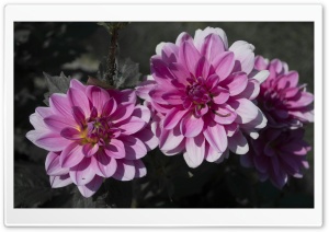 Pink Flower Ultra HD Wallpaper for 4K UHD Widescreen desktop, tablet & smartphone
