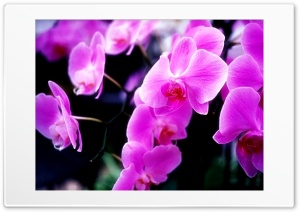Pink Flower - Small Picture Ultra HD Wallpaper for 4K UHD Widescreen desktop, tablet & smartphone