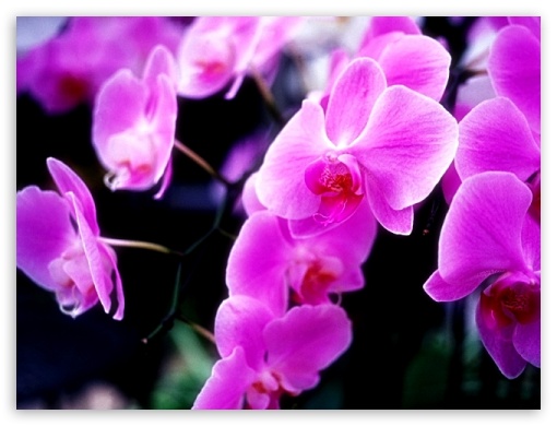 Pink Flower - Small Picture UltraHD Wallpaper for Mobile 4:3 - UXGA XGA SVGA ;