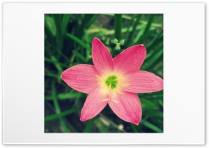 Pink Flower And A Green Background Ultra HD Wallpaper for 4K UHD Widescreen desktop, tablet & smartphone