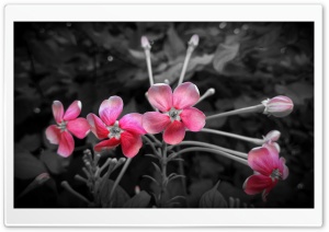 Pink Flower Awesome Ultra HD Wallpaper for 4K UHD Widescreen desktop, tablet & smartphone